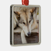 米国、アラスカ。ハスキーな犬たち メタルオーナメント (右)