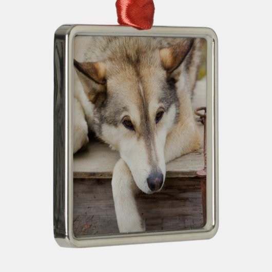 米国、アラスカ。ハスキーな犬たち メタルオーナメント (右)