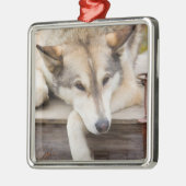 米国、アラスカ。ハスキーな犬たち メタルオーナメント (左)