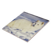 米国、アラスカ。冬のコートの北極キツネ タイル (側面)