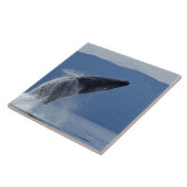 米国、アラスカ、Angoonのザトウクジラ(Megaptera タイル (側面)