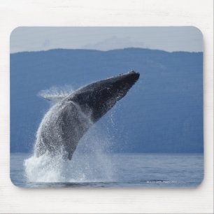 米国、アラスカ、Angoonのザトウクジラ(Megaptera マウスパッド