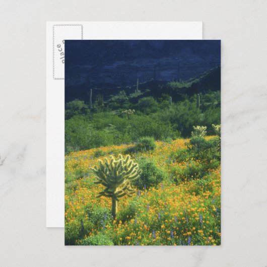 米国、アリゾナ州、オルガンパイプサクタスナショナル ポストカード (正面/裏面)