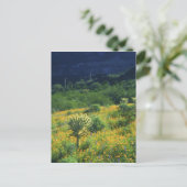 米国、アリゾナ州、オルガンパイプサクタスナショナル ポストカード (スタンド正面)