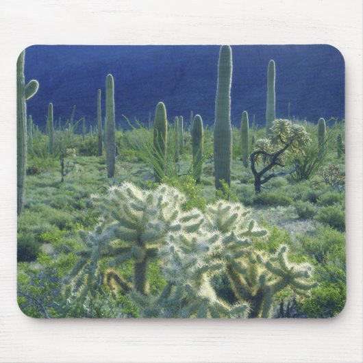 米国、アリゾナ州、オルガンパイプサクタスナショナル マウスパッド (正面)