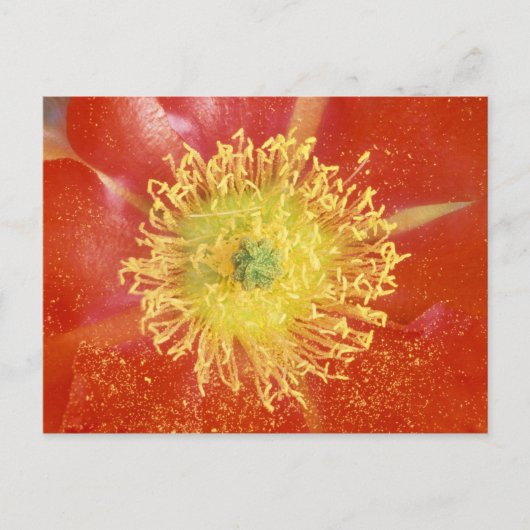 米国、アリゾナ、カサグランデ、NM、砂漠 ポストカード (正面)