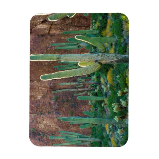 米国、アリゾナ。サグアーロサボスフィールドバイアザクリフ マグネット (縦)