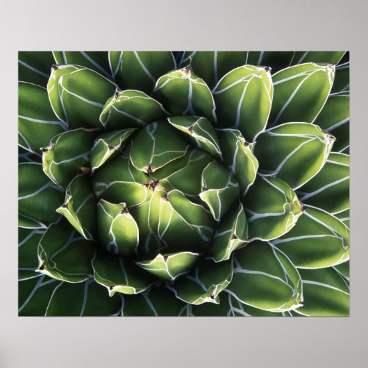 米国、アリゾナ、ツーソン、ソノラ砂漠 ポスター (正面)