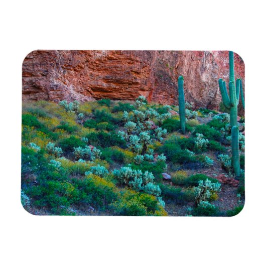 米国、アリゾナ。砂漠フローラ マグネット (横)