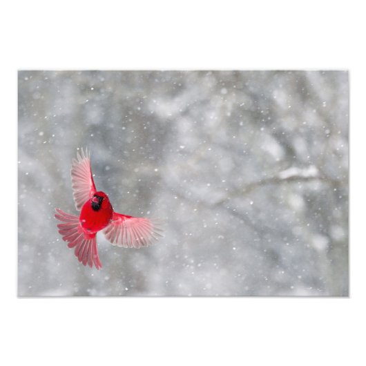 米国、インディアナ、インディアナポリス。男性(鳥)ショウジョウコウカンチョウ フォトプリント (正面)