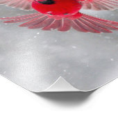 米国、インディアナ、インディアナポリス。男性(鳥)ショウジョウコウカンチョウ フォトプリント (角)