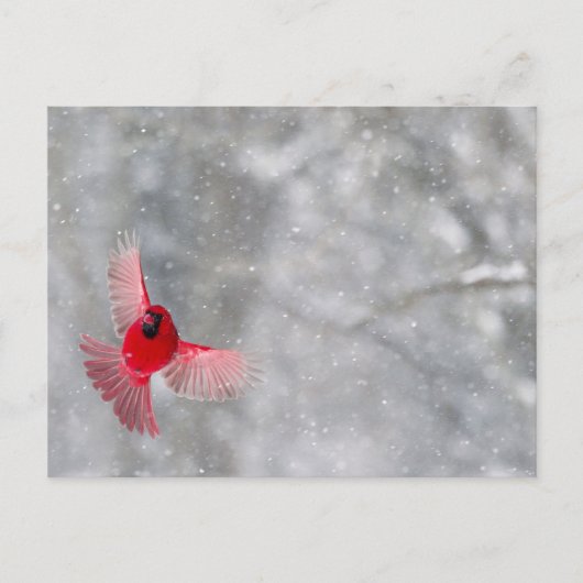 米国、インディアナ、インディアナポリス。男性（鳥）ショウジョウコウカンチョウ ポストカード (正面)