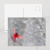 米国、インディアナ、インディアナポリス。男性（鳥）ショウジョウコウカンチョウ ポストカード (正面/裏面)