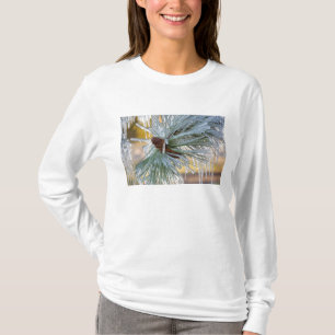 米国 オレゴン州 ベンド。ポンデローサパインの葉は Tシャツ