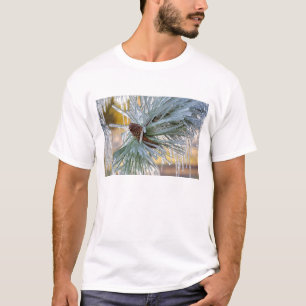 米国、オレゴン州、ベンド。ポンデローサパインの葉は Tシャツ