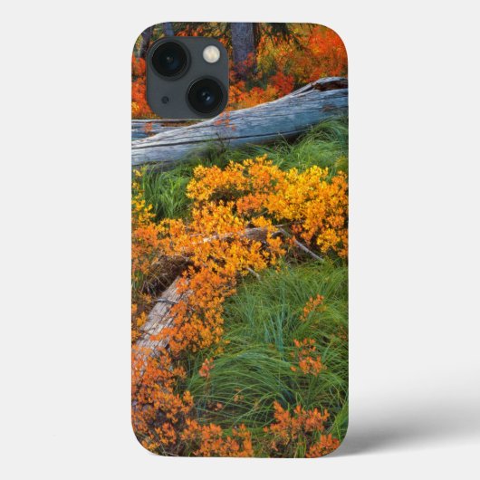 米国、オレゴン、ウィラメッテ国有林 Case-Mate iPhoneケース (裏面)