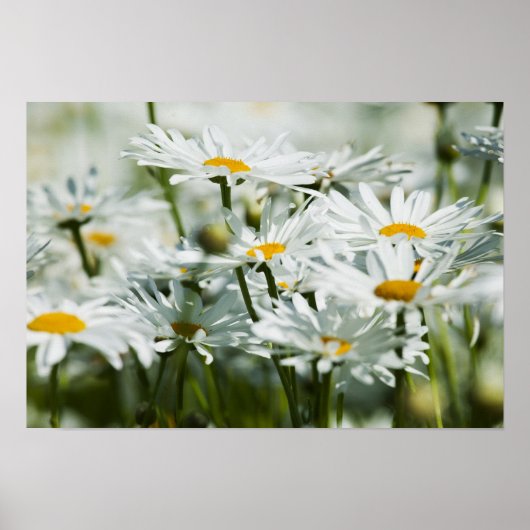 米国、オレゴン、ウィラメットバレー、選択的 ポスター (正面)