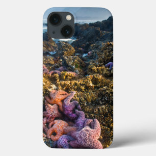 米国、オレゴン。 ヒトデおよび海星 iPhone 13ケース