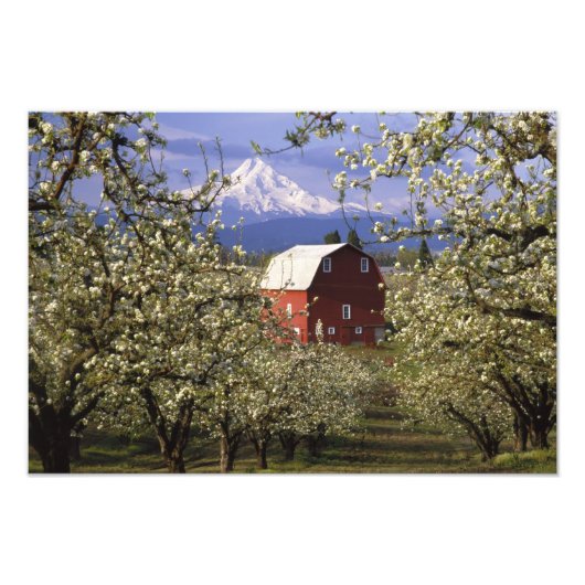 米国、オレゴン、フードリバー郡。レッド フォトプリント            (正面)