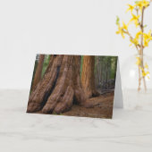 米国、カリフォルニアのセコイアオスギの木 カード (黄色い花)
