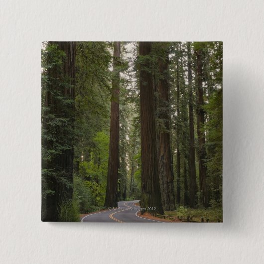 米国、カリフォルニアのレッドウッドの森林2を通した道 缶バッジ (正面)