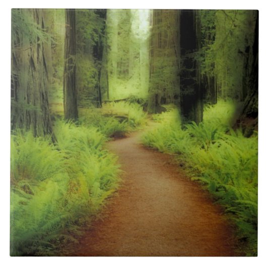 米国、カリフォルニア州、ジェディア·スミス·レッドウッズ タイル (正面)