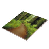 米国、カリフォルニア州、ジェディア·スミス·レッドウッズ タイル (側面)