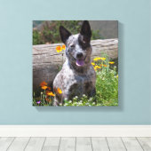 米国、カリフォルニア。クイーンズランドヒーラー座って2 キャンバスプリント (インサイチュ (ウッドフロア))