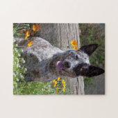 米国、カリフォルニア。クイーンズランドヒーラー座って2 ジグソーパズル (横)