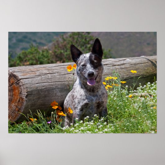 米国、カリフォルニア。クイーンズランドヒーラー座って2 ポスター (正面)