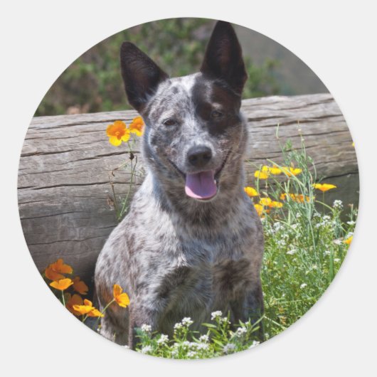 米国、カリフォルニア。クイーンズランドヒーラー座って2 ラウンドシール (正面)