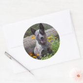 米国、カリフォルニア。クイーンズランドヒーラー座って2 ラウンドシール (封筒)