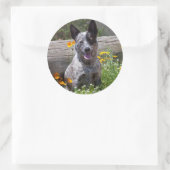 米国、カリフォルニア。クイーンズランドヒーラー座って2 ラウンドシール (バッグ)