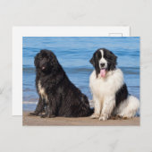 米国、カリフォルニア。ニューファンドランズ ポストカード (正面/裏面)