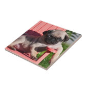 米国、カリフォルニア。パグ子犬ぞり タイル (側面)