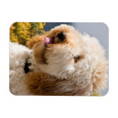 米国、カリフォルニア。ポートレートオブラブラドール3 マグネット (横)