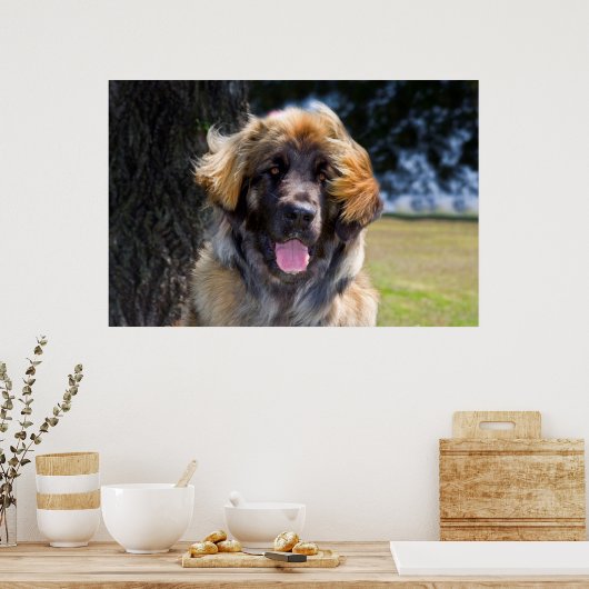 米国、カリフォルニア。ポートレートオブレオンベルガーシッティング ポスター (キッチン)