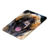 米国、カリフォルニア。ポートレートオブレオンベルガーシッティング マグネット (左側)