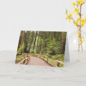 米国、カリフォルニア、マリン郡、ミュア·ウッズ カード (黄色い花)