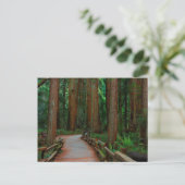米国、カリフォルニア。ミュアのレッドウッドの道 ポストカード (スタンド正面)