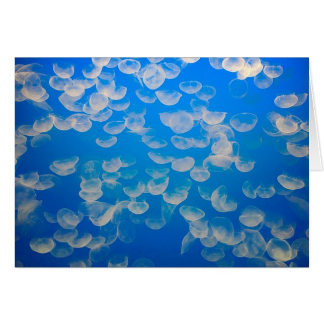 米国、カリフォルニア。モントレー湾のクラゲ (正面横)