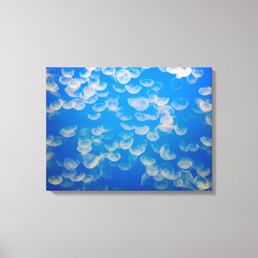 米国、カリフォルニア。モントレー湾のクラゲ キャンバスプリント (正面)