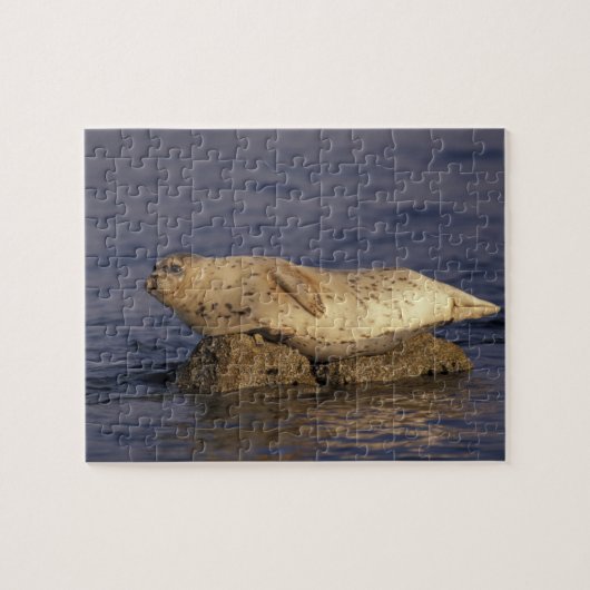 米国、カリフォルニア、モントレー。ハーバーシール ジグソーパズル (横)