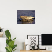 米国、カリフォルニア、モントレー。ハーバーシール ポスター (ホームオフィス)