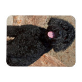 米国、カリフォルニア。ラブラドール座る マグネット (横)