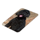 米国、カリフォルニア。ラブラドール座る マグネット (左側)