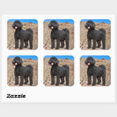 米国、カリフォルニア。ラブラドール立ち スクエアシール (シート)