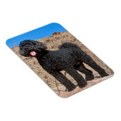 米国、カリフォルニア。ラブラドール立ち マグネット (右側)