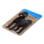 米国、カリフォルニア。ラブラドール立ち マグネット (左側)