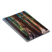 米国、カリフォルニア。レッドウッドツリートランクス、マリポサ ノートブック (右側)